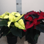 Kerstster